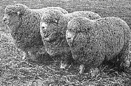 Sheepstation