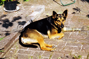 Lucy photographed on the patio c2002