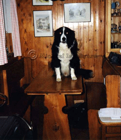 Border Collie Murphy c1999
