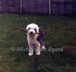 Old English Sheepdog Zillart Black Eyed Suzie of Yalumba